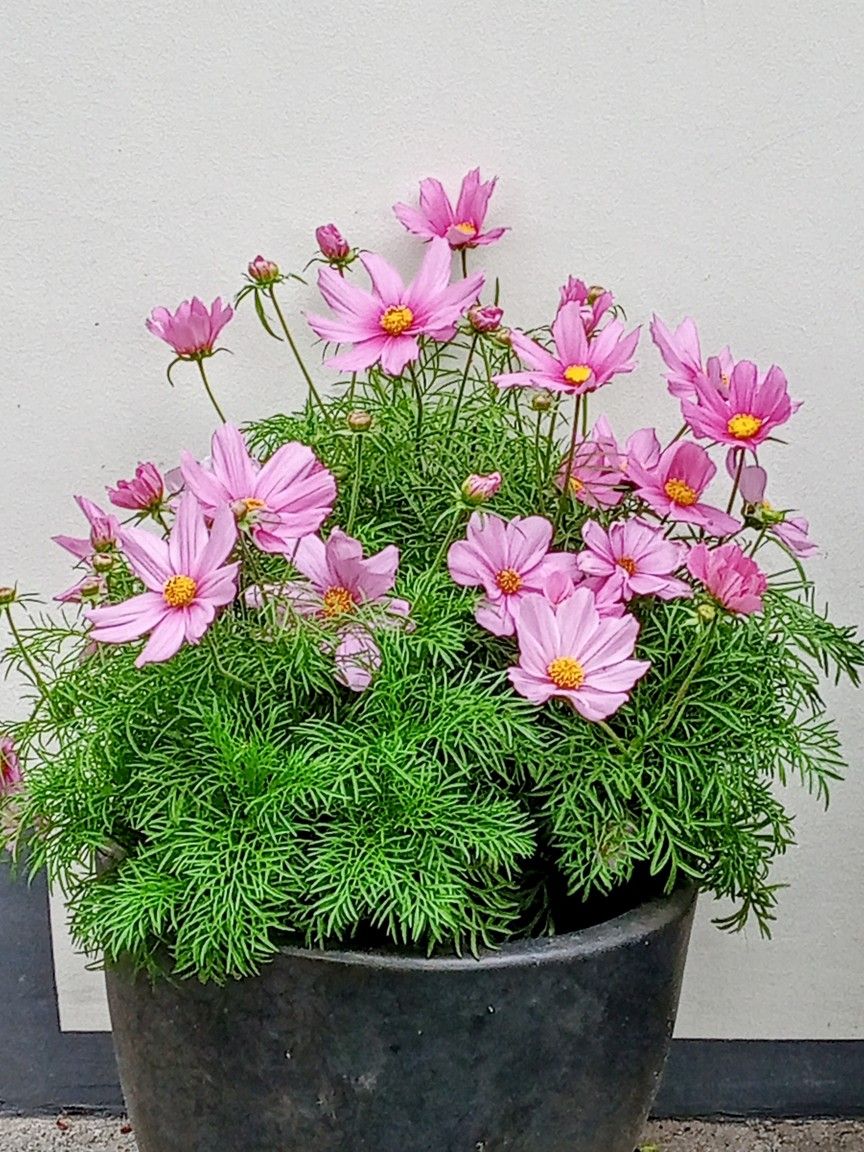 Cosmos bipinnata Plant ( Garden Cosmos / Mexican Aster)